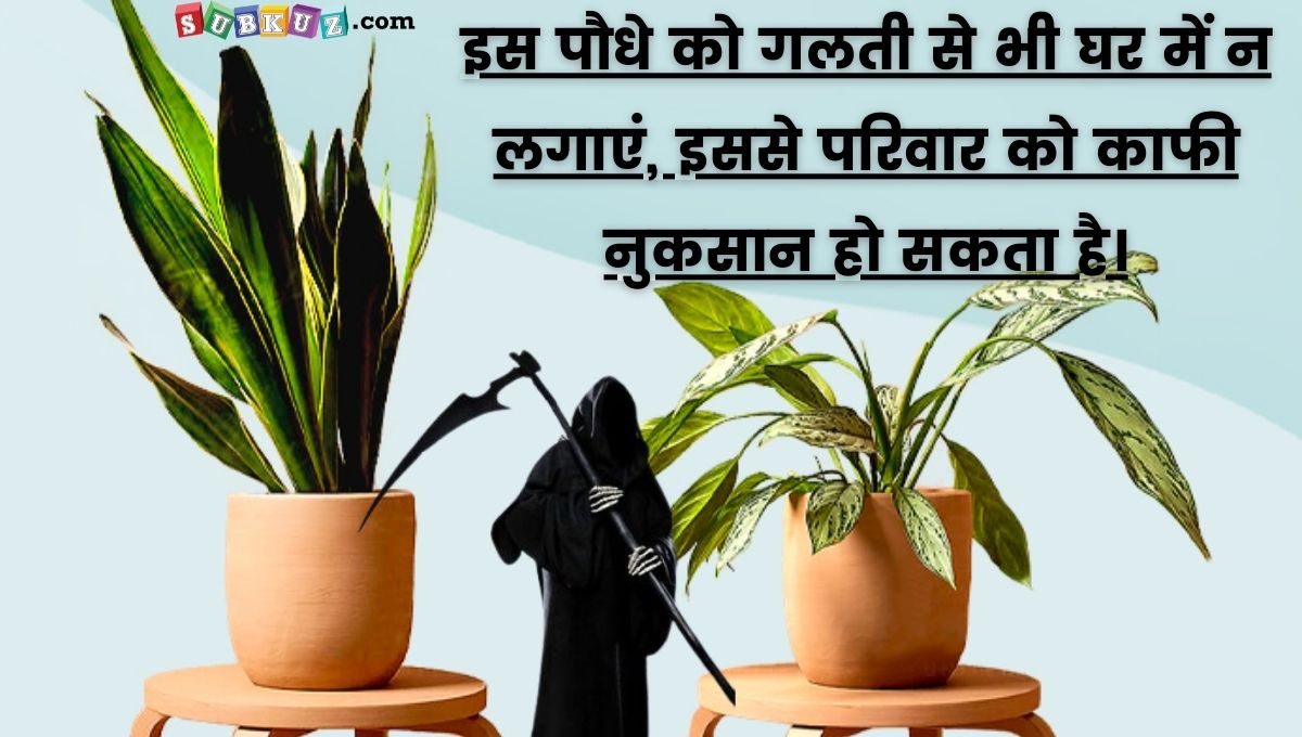 Plants to Avoid in Your Home:  Potential Negative Impacts