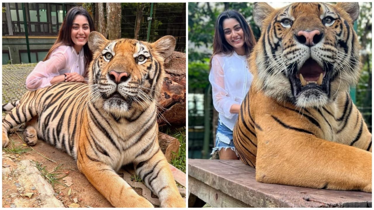 फोटो के चक्कर में टाइगर के साथ पोज देने की गलती कर बैठी लड़की, Selfie with Tiger