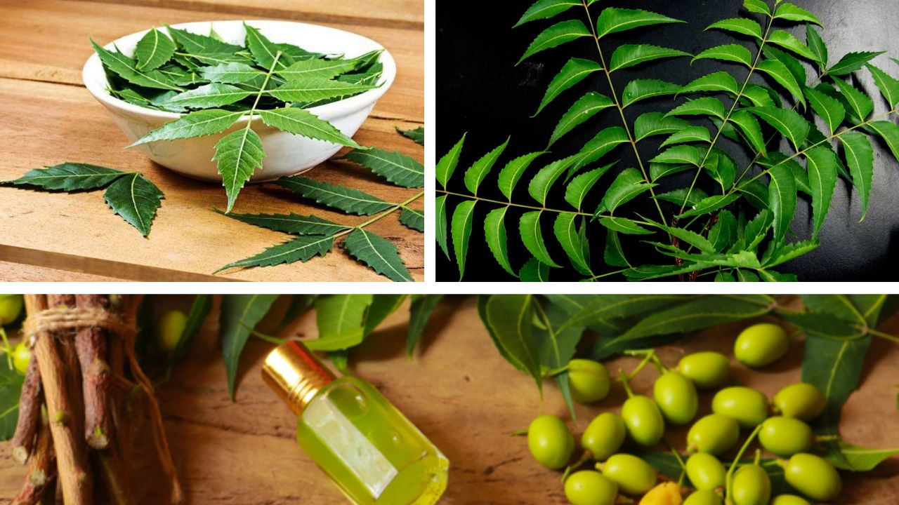 Neem Leaves: Benefits, Risks, and Uses