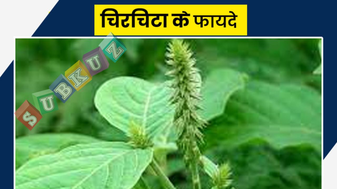 अपामार्ग (चिरचिटा) से दूर करें कई बीमारियां
