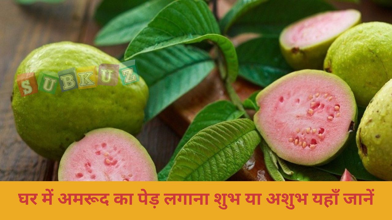 घर में अमरूद का पेड़ लगाना शुभ या अशुभ यहाँ जानें Planting a guava tree at home is auspicious or inauspicious, know here