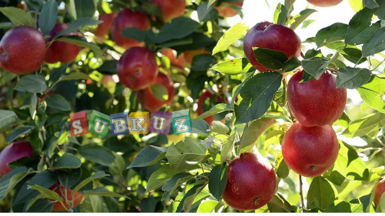 सेब की खेती कैसे होती है - How is apple cultivated?