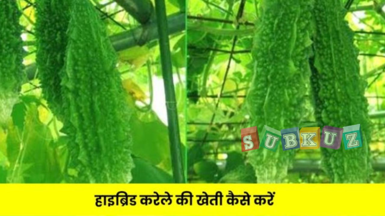 करेले की खेती कैसे होती है और किन किन बातो का रखना चाहिए ध्यान जानिए ध्यानपूर्वक?