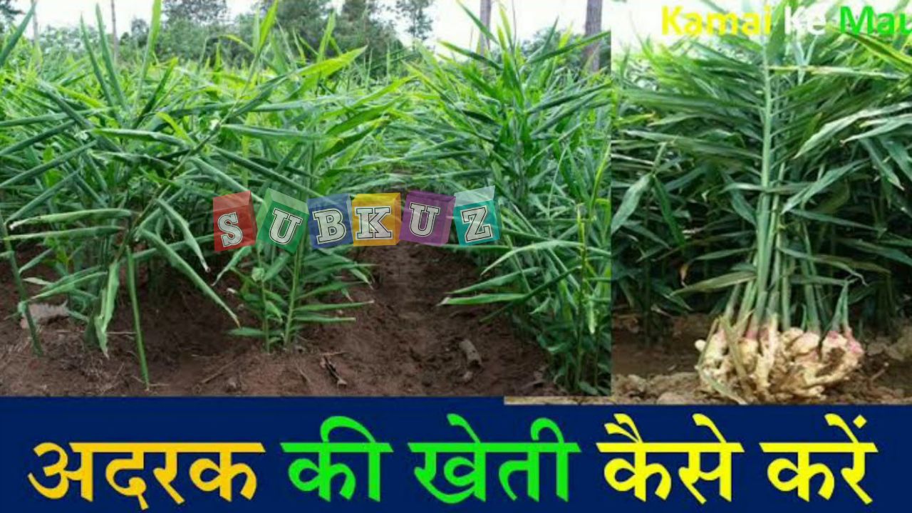 अदरक की खेती कैसे की जाती है, अदरक के लिए उपयुक्त जलवायु 