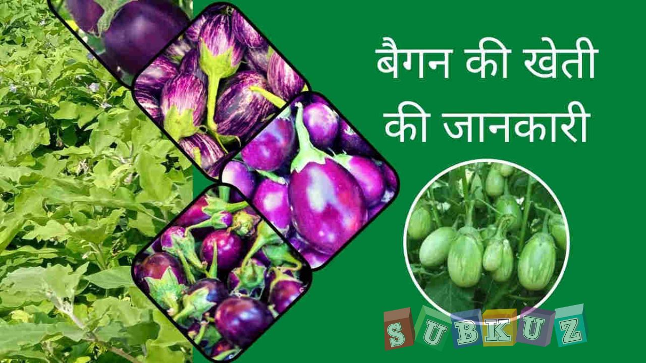 बैंगन की खेती कब और कैसे करे?