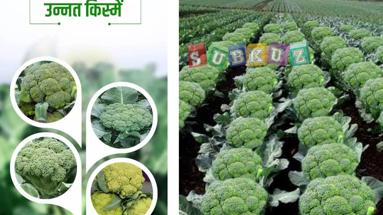 ब्रोकली की खेती कैसे होती है - How is broccoli cultivated?