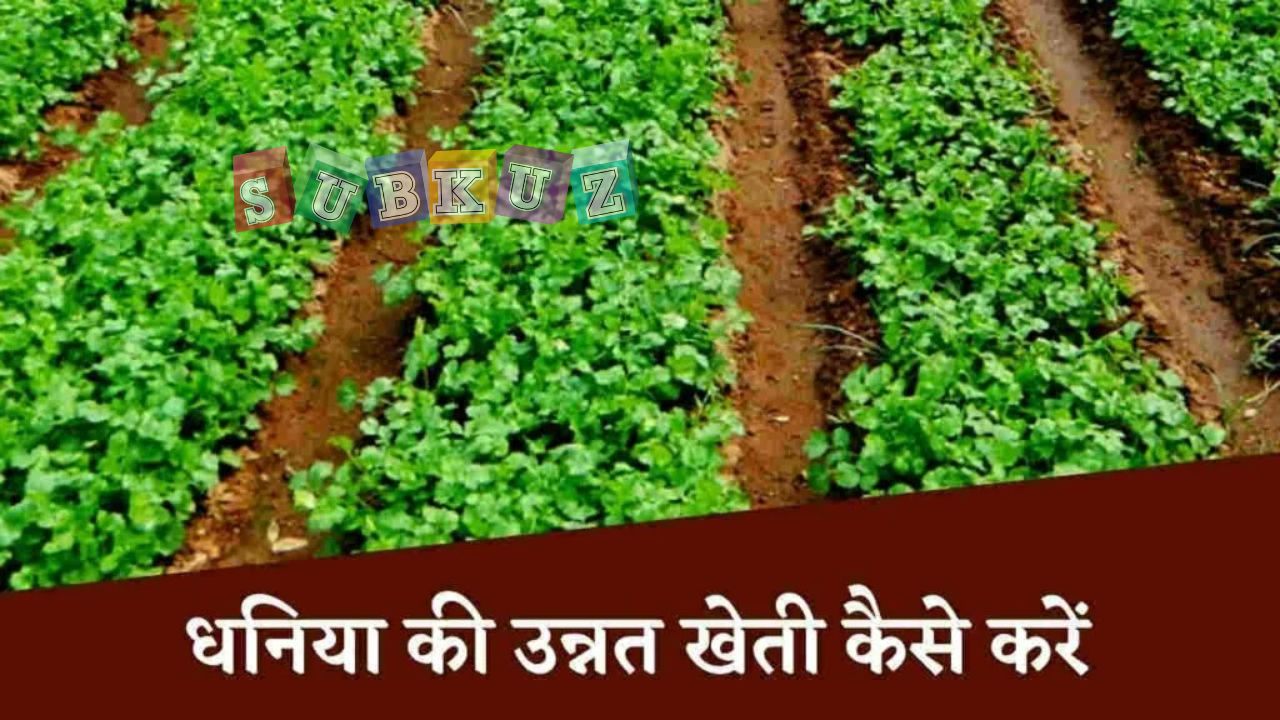 धनिया की खेती कैसे करें और जानियें धनिये की उन्नत किस्मो के नाम 