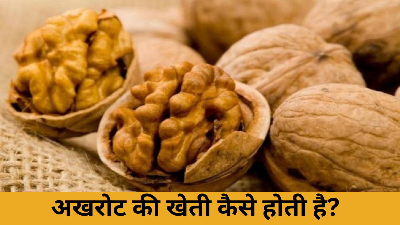 अखरोट की खेती कैसे होती है?