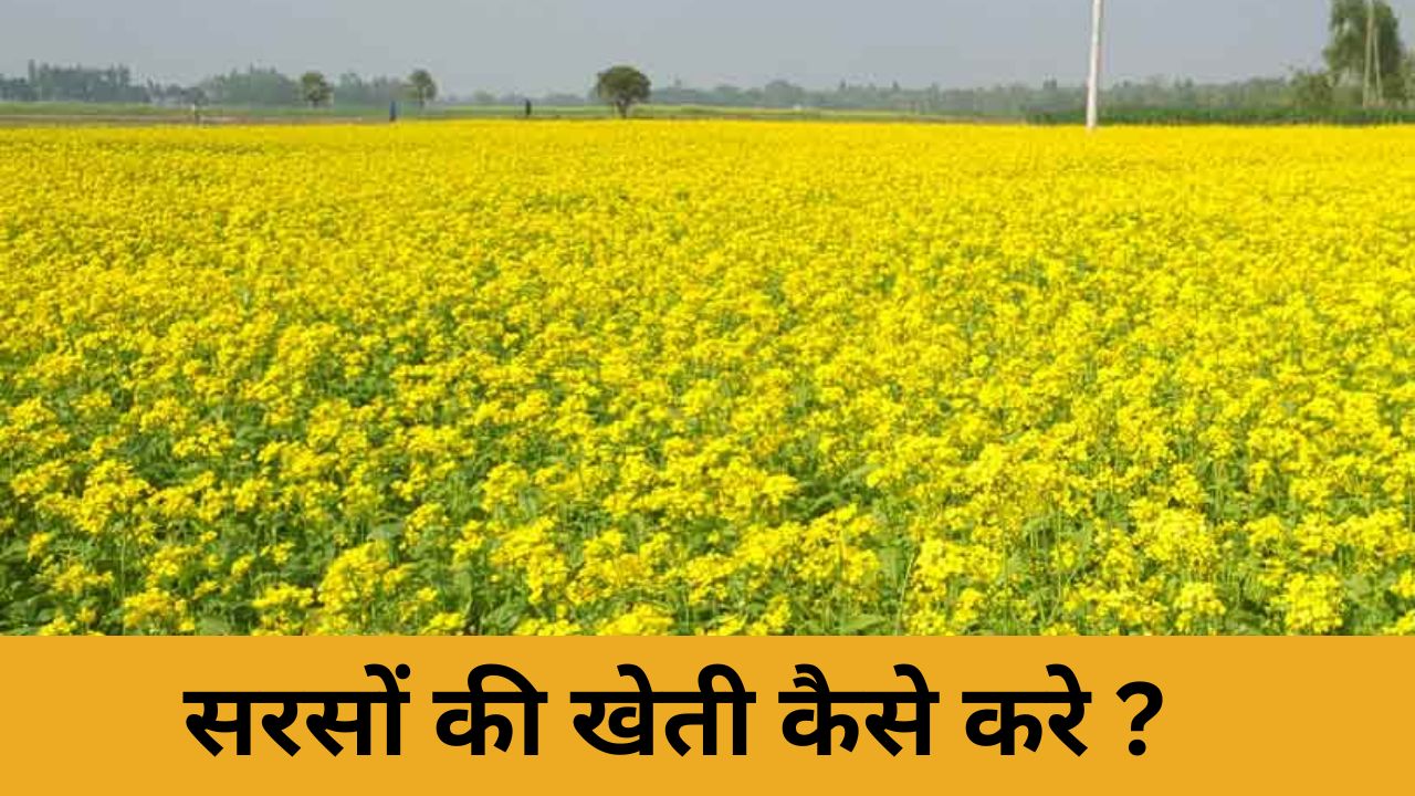 सरसों की खेती कैसे करे -  how to cultivate mustard