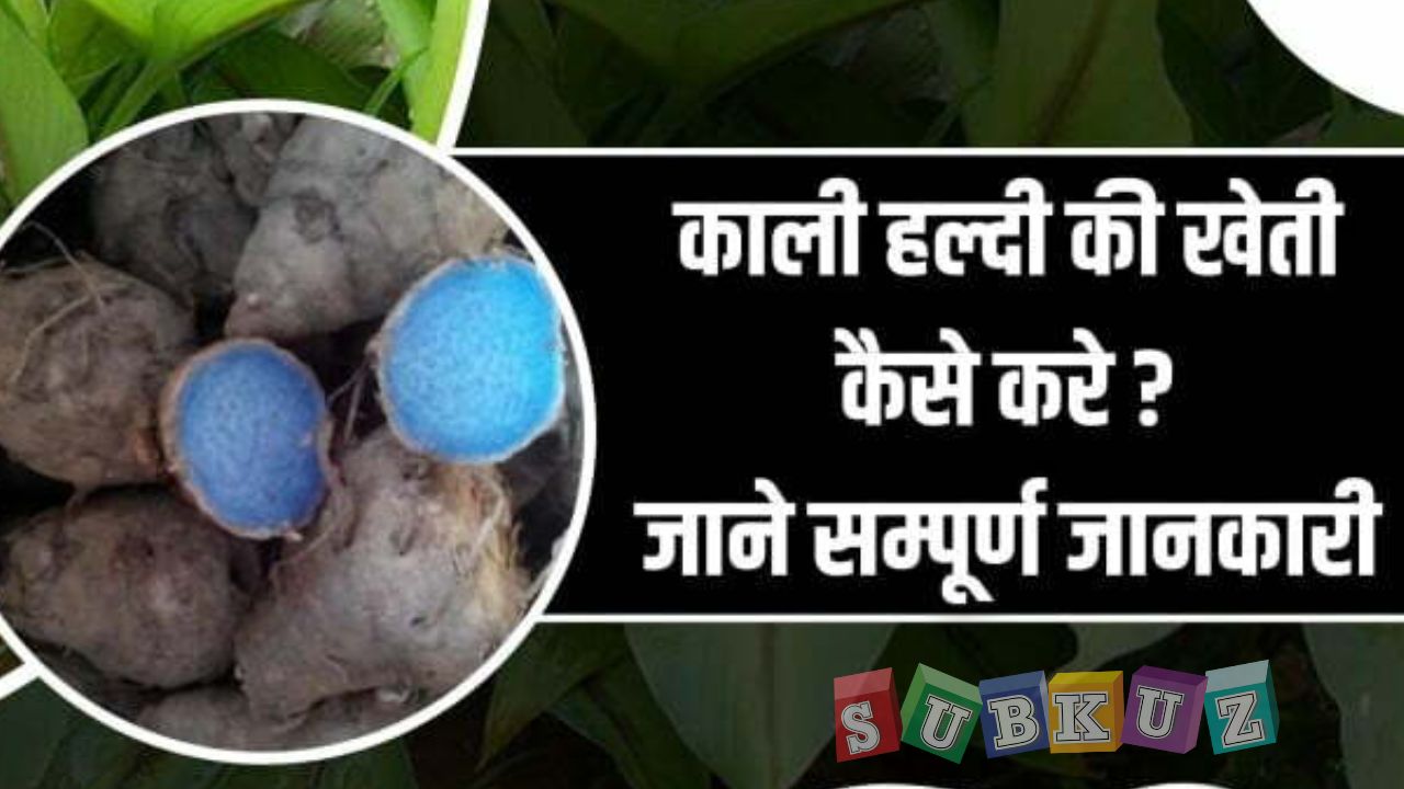 काली हल्दी की खेती कैसे करें और किन बातों का रखे ध्यान?