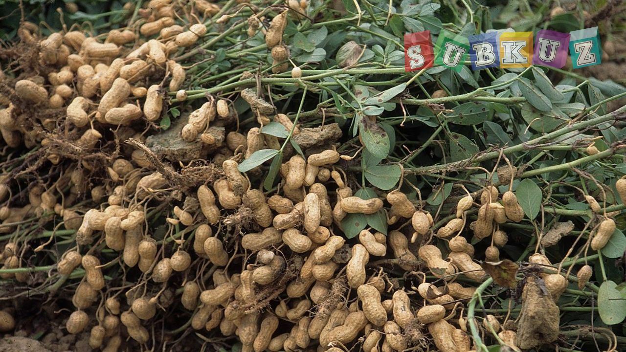 मूंगफली की खेती कैसे करे - How to cultivate groundnut?