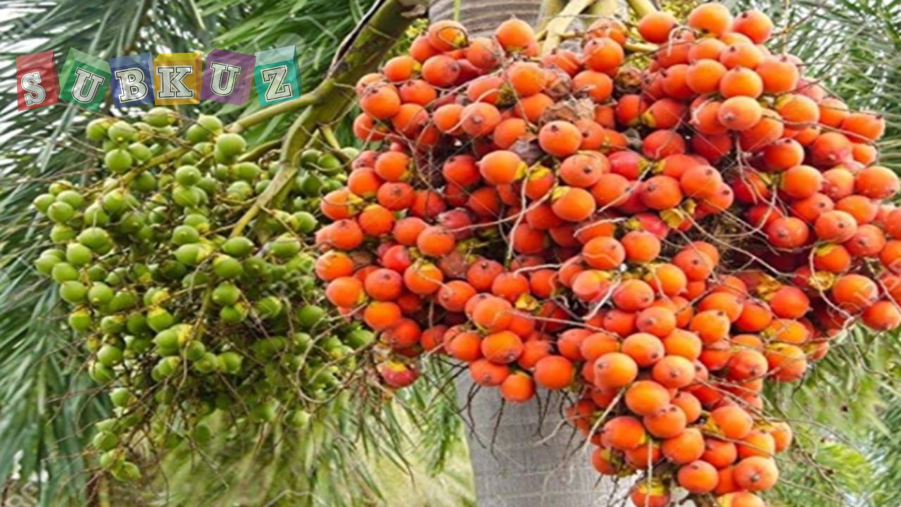 सुपारी की खेती कैसे करे - how to cultivate betel nut
