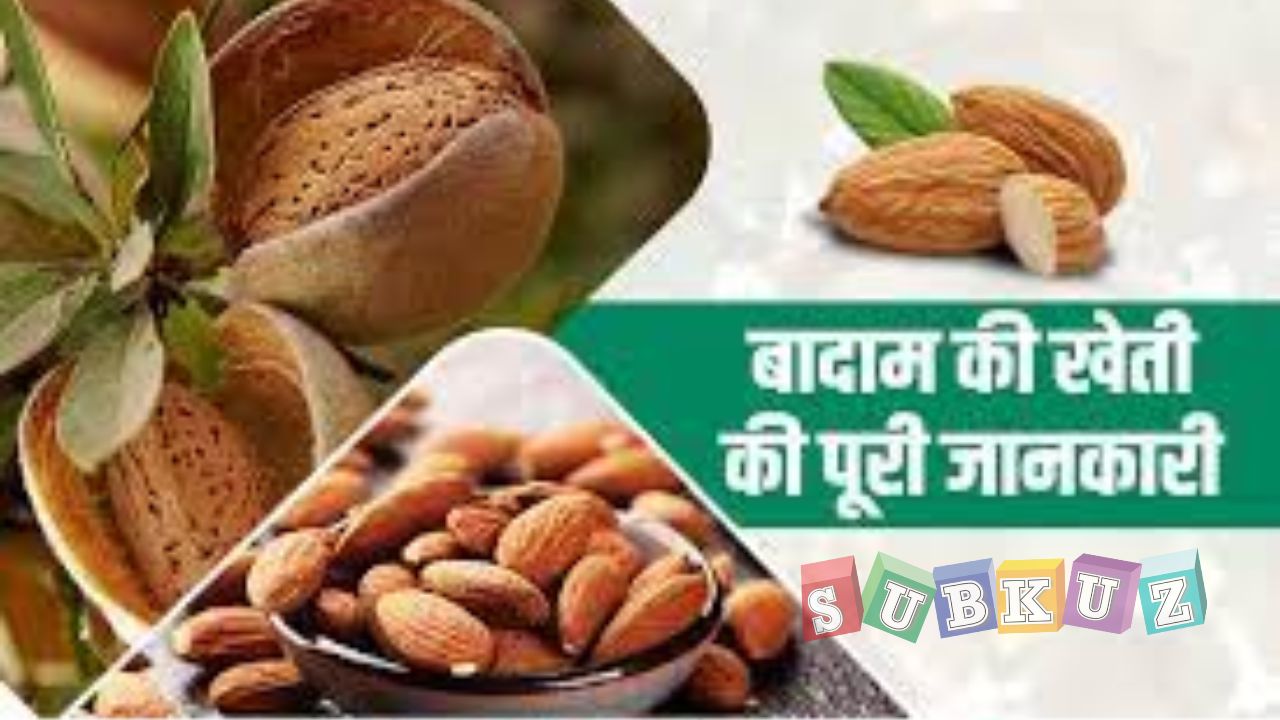 बादाम की खेती कैसे की जाती  है - How are almonds cultivated?