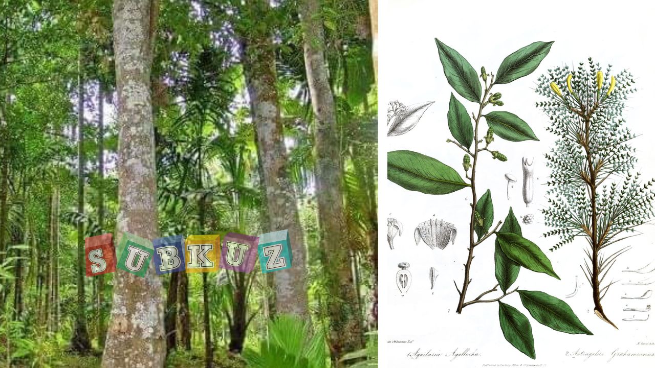 जानिए कैसे होती है अगरवुड की खेती ? - Know how agarwood is cultivated?