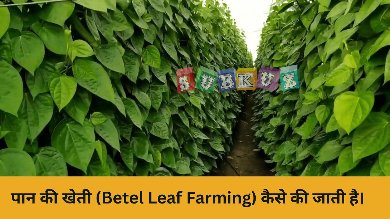 पान की खेती (Betel Leaf Farming) कैसे की जाती है - How is Betel Leaf Farming done?