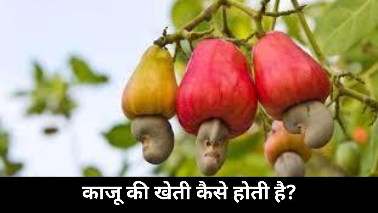 काजू की खेती कैसे होती है?
