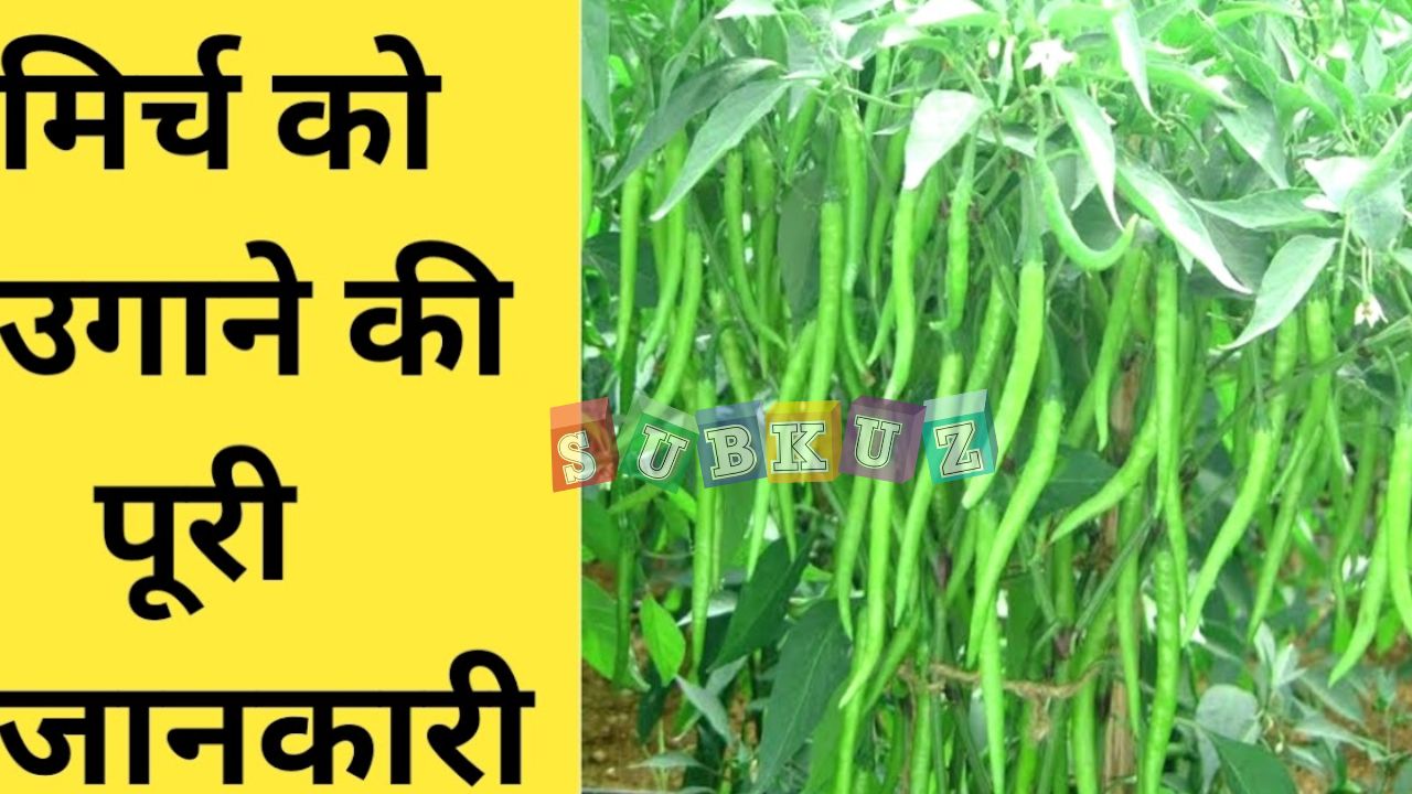 मिर्च की खेती कैसे होती है और कौनसा तापमान है सर्वश्रेस्ठ?