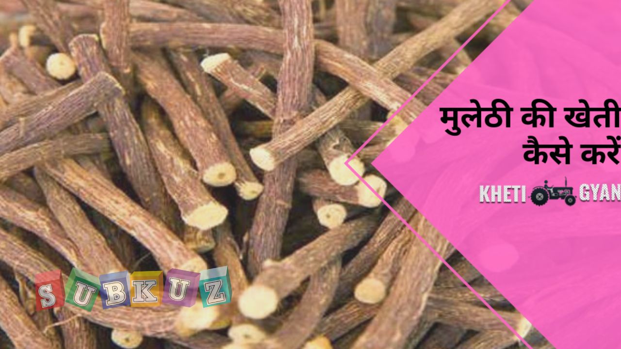 मुलेठी की खेती कैसे करें, उपयुक्त मिटटी और जलवायु से जुडी जानकारिया?