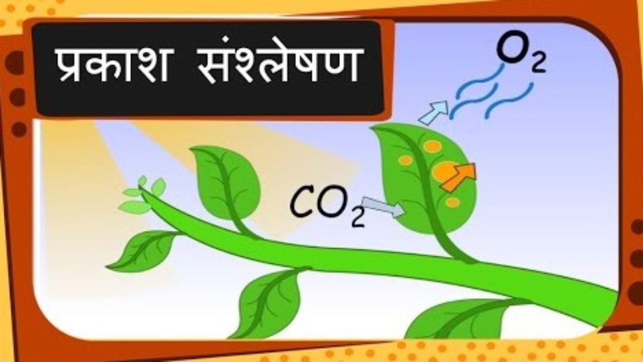 प्रकाश संश्लेषण क्रिया से जुड़े महत्वपूर्ण रोचक तथ्य, कैसे और कब होता है प्रकाश संशलेषण?