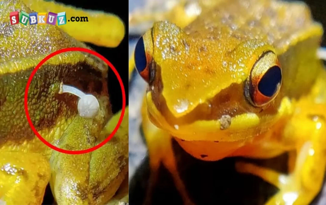 Frog Viral News: जिंदा मेंढक की पीठ पर उगे मशरूम, इसे देखकर वैज्ञानिक भी हुए हक्का-बक्का 