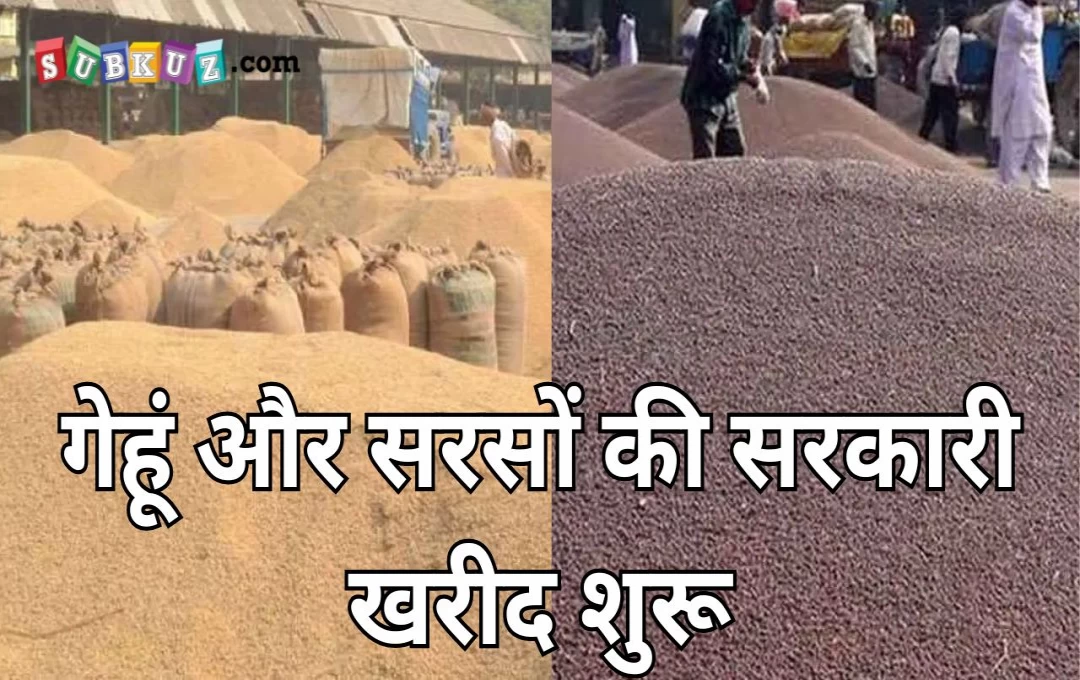 Government procurement of mustard and wheat :  किसानों के लिए खुशखबरी; सरकारी मंडी में इस तारीख से होगी सरसों और गेहूं की खरीद 