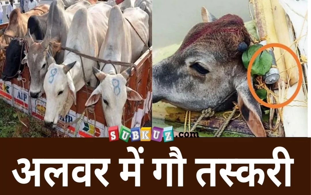 Cow Smuggling in Rajasthan: अलवर में गौ तस्करी की वारदात, संदेह पर चार लोगों की कर दी पिटाई, सात गायों को कराया मुक्त 