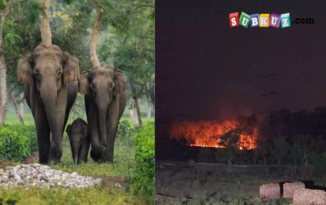 Forest Fire News: ग्रामीणों ने हाथी भगाने के लिए पुरे जंगल में लगाई आग, जलने लगे पेड़-पौधे ; अन्य जानवरों पर आई मुसीबत 