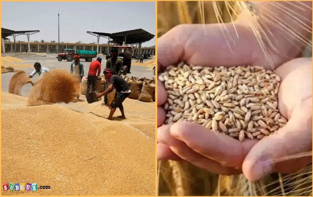 Wheat Procurement: राजस्थान, यूपी और बिहार से 7 गुना ज्यादा गेहूं खरीदेगी अब केंद्र सरकार, 48 घंटों में देगी पेमेंट 