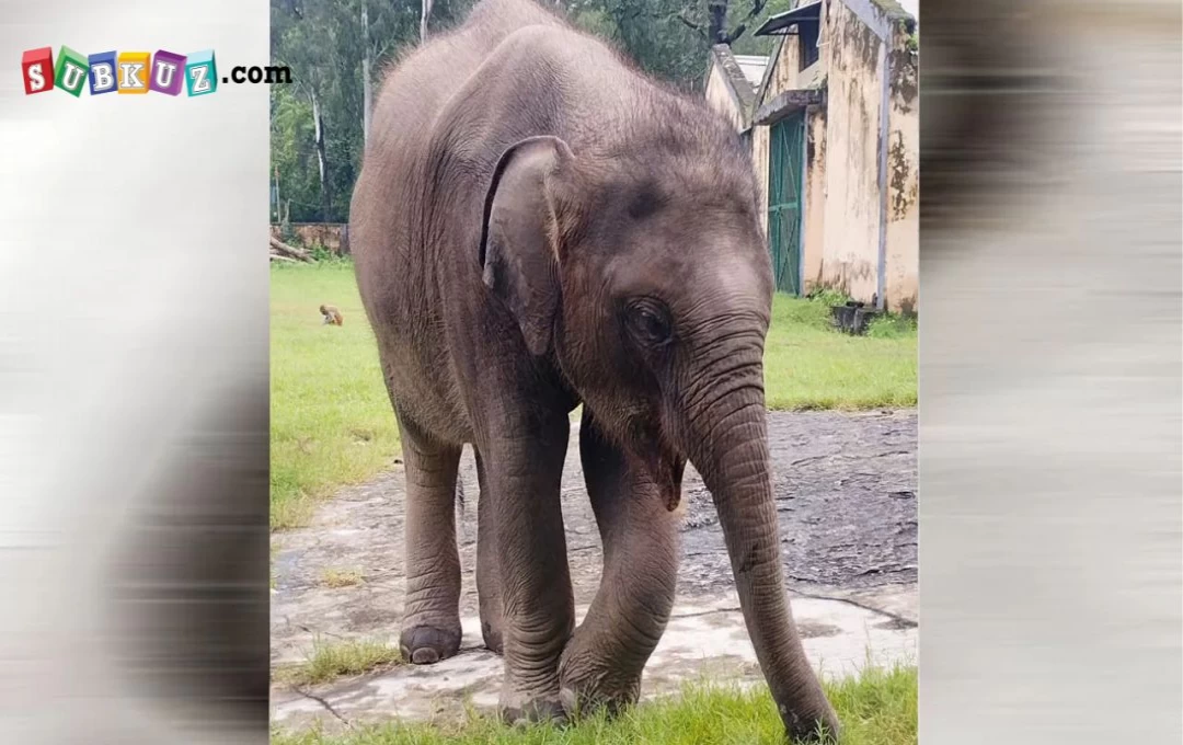 Corbett Tiger Reserve: मां की मौत के बाद नानी के साथ रहती खुशी हथिनी की हुई मौत, कर्मियों की आंखे हुई नम 