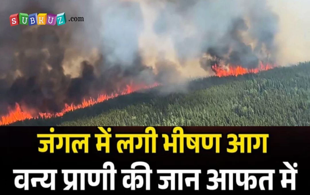 UP Forest in Fire: उत्तराखंड के बाद उत्तर प्रदेश के जंगलों में लगी भयंकर आग, 35 बीघा क्षेत्र में पेड़-पौधे जलकर हुए राख, पढ़ें पूरी खबर 