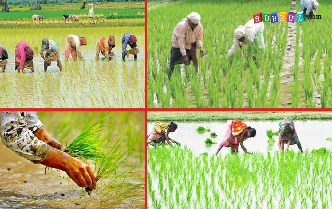 Paddy Procurement in Punjab: देश में धान की रोपाई का सीजन शुरू, श्रमिक न मिलने के कारण जूझने लगा पंजाब, पढ़ें पूरी खबर 