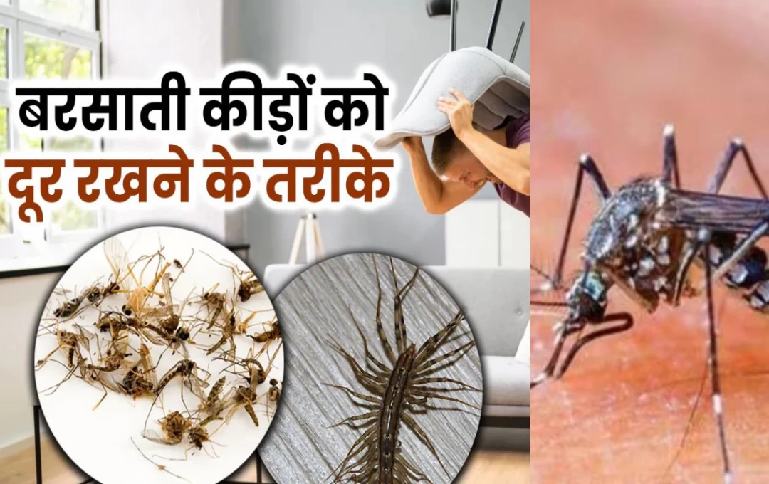 बारिश के मौसम में कीड़े-मकोड़े से पाए राहत, अपनाएं ये खास टिप्स