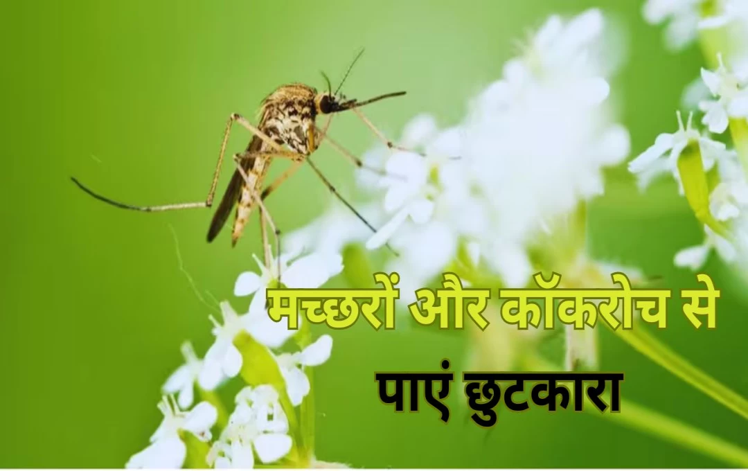 Monsoon Tips: बरसात के मौसम में मच्छरों और कॉकरोच से पाएं छुटकारा, अपनाएं खास टिप्स