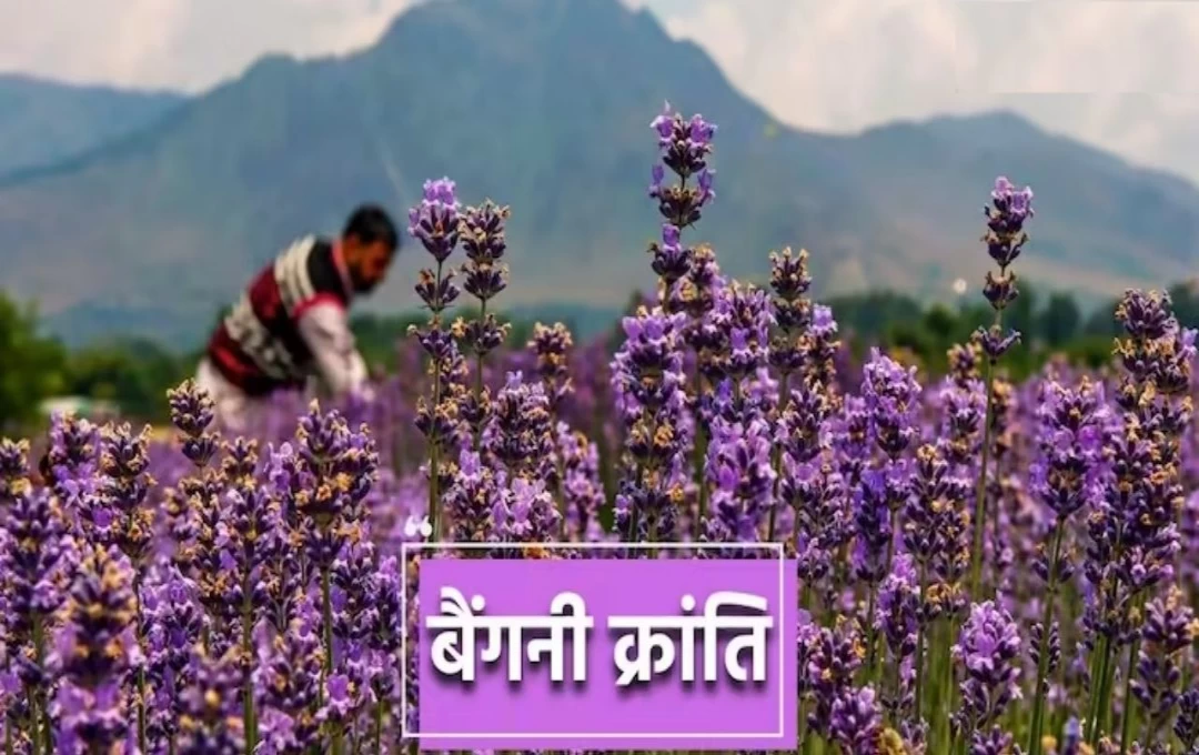 Traditional Farming: जम्मू कश्मीर के किसानों को रास आ रही 'बैंगनी क्रांति', Essential Oils की बढ़ी बाजार मांग, विस्तार से जानिए इस बैंगनी क्रांति के... 