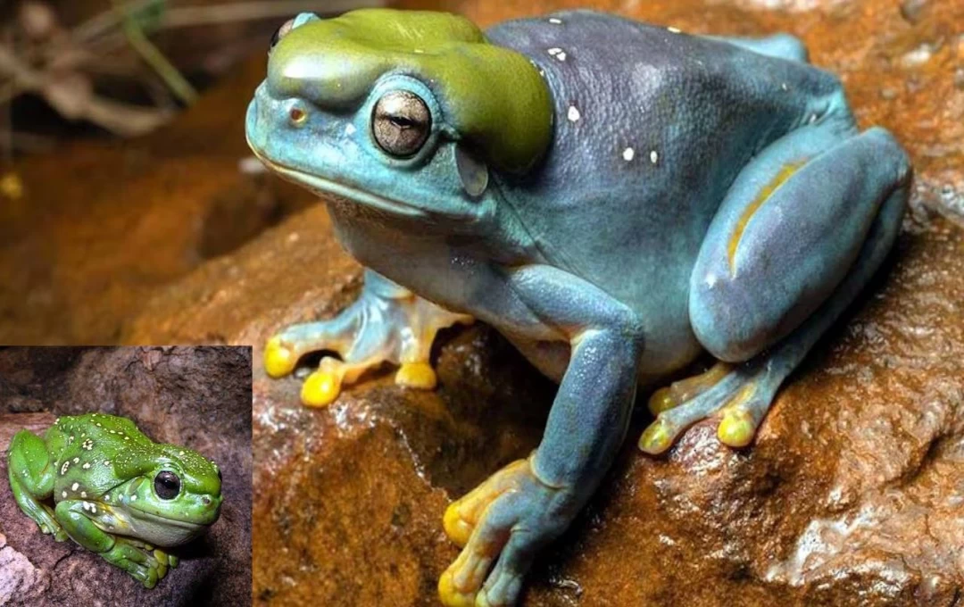 Mutant Blue Frog: ऑस्ट्रेलिया में मिला नीले रंग का मेंढक, वैज्ञानिक म्युटेंट मेंढक को देखकर हुए हैरान...अब होगा रिसर्च 