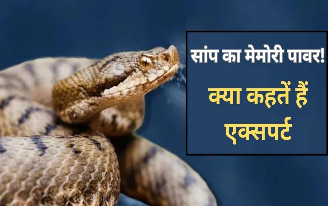 Snake Bite: सात बार एक ही सांप के काटने की बात को ठहराया अंधविश्वास, सांप की मेमोरी क्षमता को लेकर क्या कहतें हैं एक्सपर्ट? 