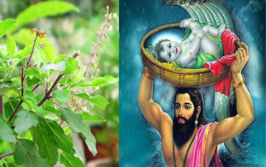 Janmashtami 2024: कृष्ण जन्माष्टमी पर करें तुलसी से जुड़े कुछ खास उपाय, बहुत प्रसन्न होंगे बाल गोपाल, जानिए पूरी जानकारी 