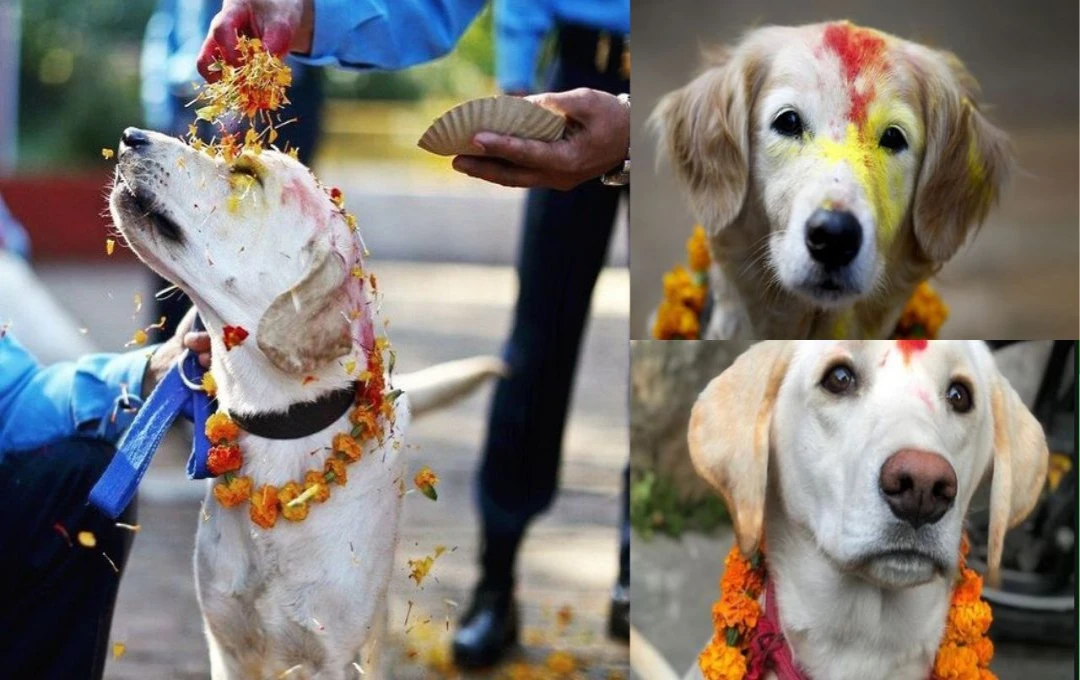 Dog Temples: भारत में है अनोखे मंदिर! यहां भगवान की नहीं कुत्तों की होती है पूजा, जानें इसके पीछे का राज 