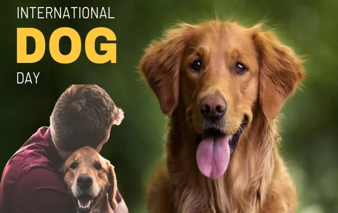 International Dog Day 2024: हर साल क्यों मनाया जाता है इंटरनेशनल डॉग डे? कैसे हुई इस दिन की शुरुआत? जानिए पूरी जानकारी 