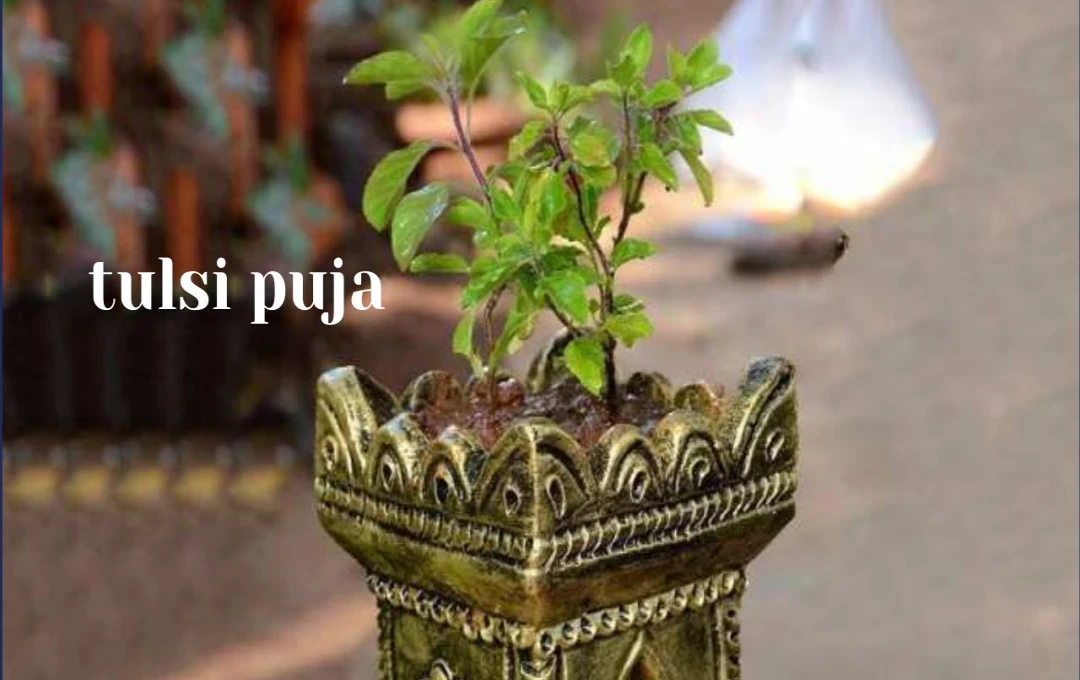 Tulsi Puja: कुछ खास दिनों में तुलसी पर गलती से भी न जलाएं दीपक ? वरना हो सकता है बुरी शक्तियों का वास |