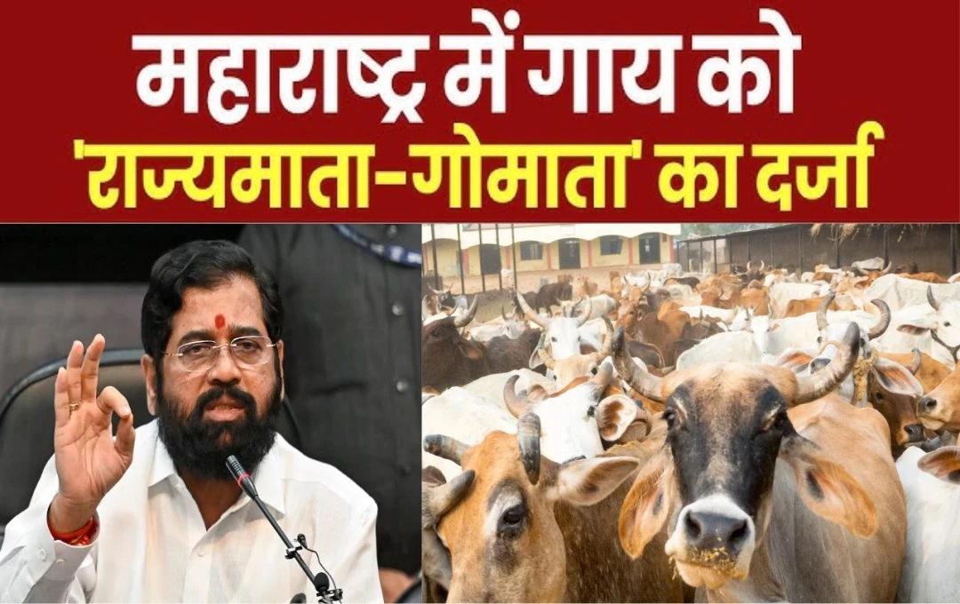 Maharashtra News: चुनाव से पहले शिंदे सरकार का बड़ा एलान, गायों को मिलेगा राज्यमाता का दर्जा 