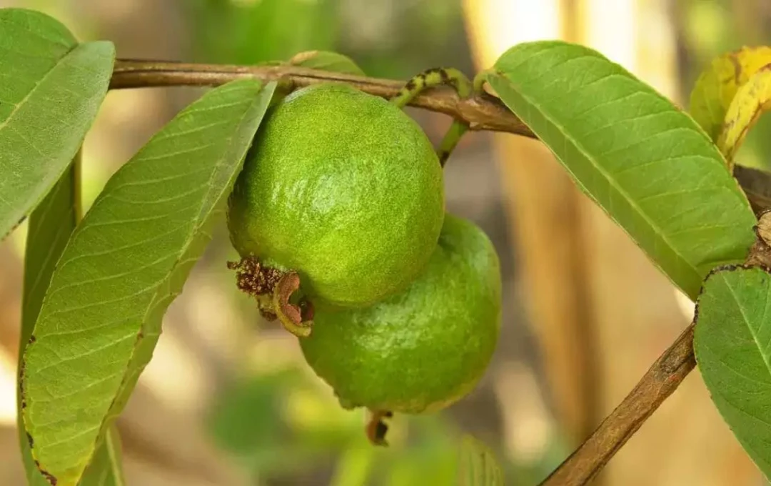 अमरूद के पत्तों का जिद्दी चर्बी को पिघलाने में जादुई असर, जानें कैसे करें इसका सही इस्तेमाल और पाएं तेजी से लाभ!