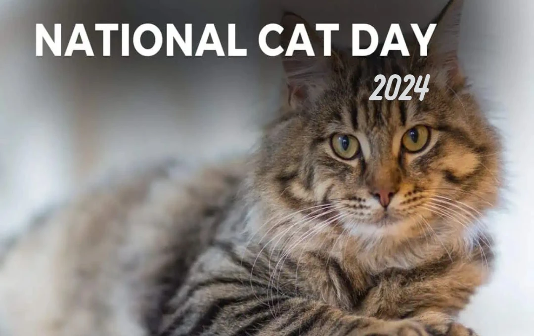 National Cat Day 2024: बिल्लियों के प्रति हमारी प्रतिबद्धता 