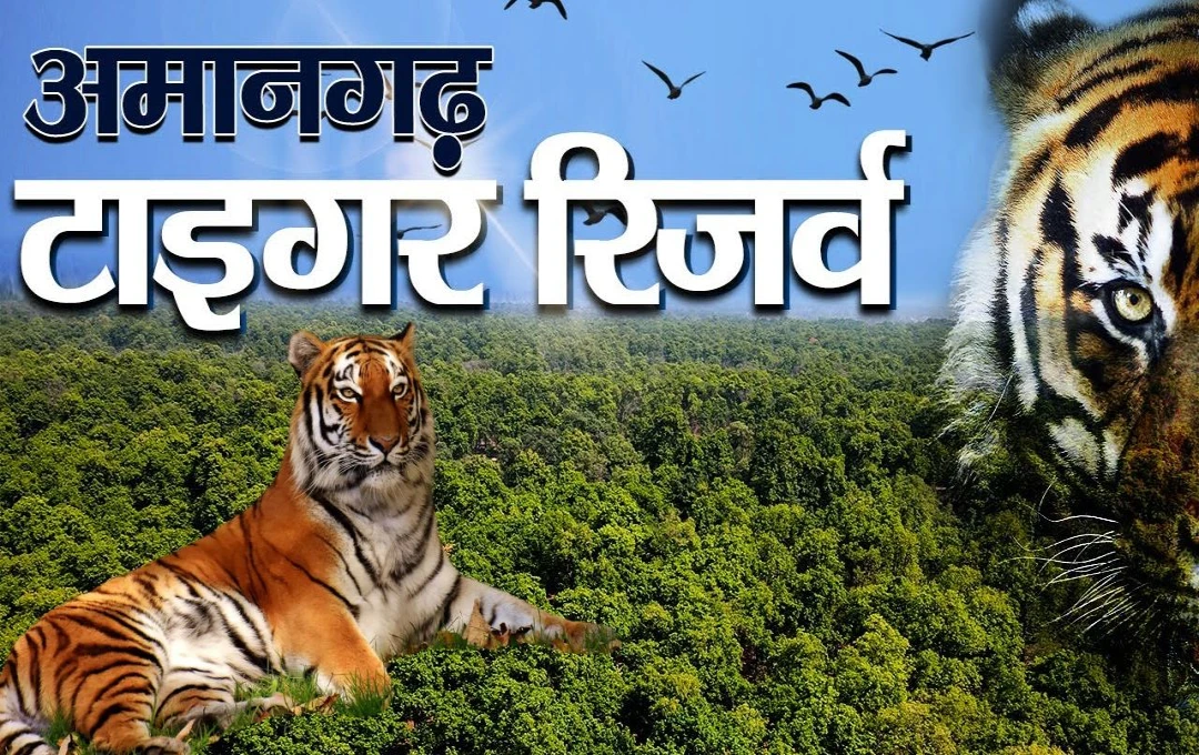 Amangarh Tiger Reserve: अमानगढ़ में एक बार फिर शुरू हो रही जंगल सफारी, पर्यटक 7 नवंबर से ले सकेंगे एडवेंचर का मजा