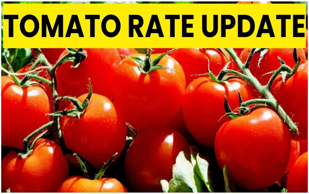 Tomato Rate Update: टमाटर की रिटेल कीमतों में 22.4% की गिरावट, सरकार ने सप्लाई  सुधार का किया दावा