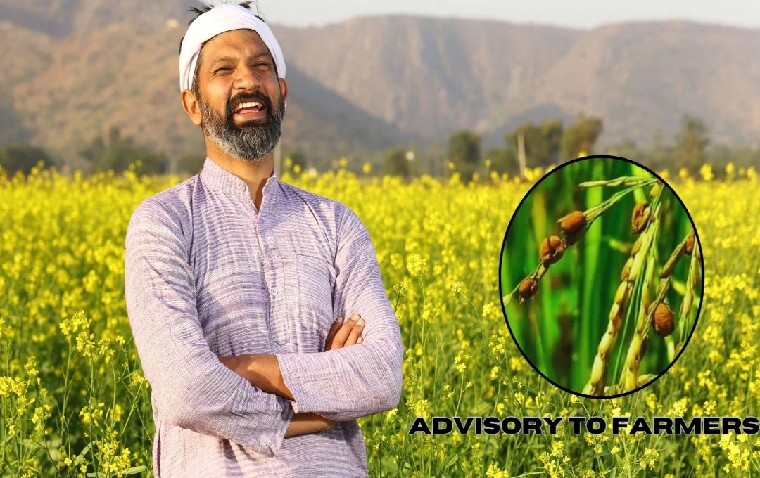 Advisory to Farmers: कृषि विभाग की चेतावनी! फसल को कीटों से बचाव के लिए किसानों को किया सचेत