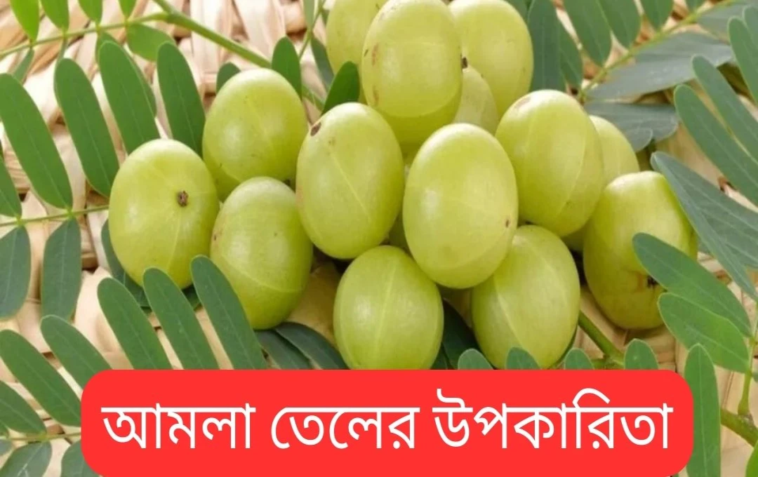 চুলের যত্নে আমলকির ব্যবহার: প্রাকৃতিক উপায়