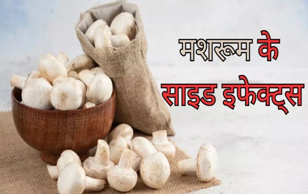 Mushroom Side Effects: सर्दियों में लोग बड़े शौक से खाते है मशरूम, क्या आप जानते हैं इससे होने वाले बड़े नुकसान?
