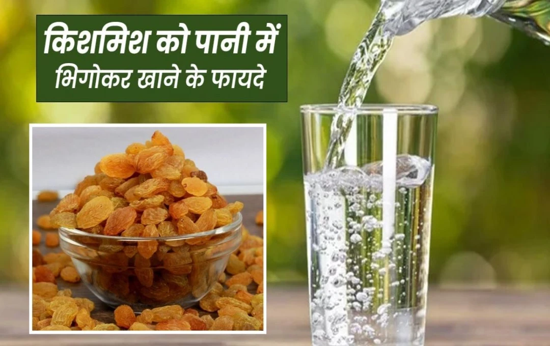 Soaked Raisin Benefits: सर्दियों में खाइए भीगी हुई किशमिश, हड्डियां होगी मजबूत और खून की कमी से मिलेगा छुटकारा 
