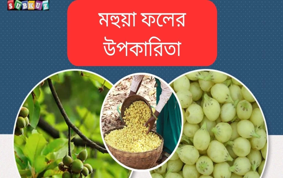 মহুয়ার অসাধারণ উপকারিতা: ডায়াবেটিস, আর্থ্রাইটিস ও পাইলসের সমাধান